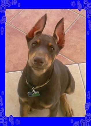 Tyson con 4 meses Tyson con 4 meses